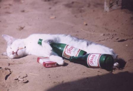 birra